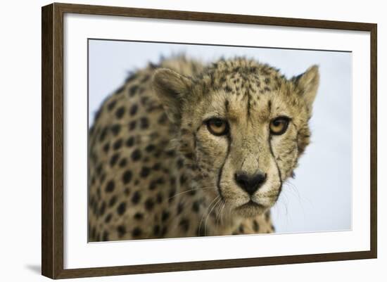 Livingstone, Zambia, Africa. Cheetah-Janet Muir-Framed Photographic Print