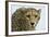 Livingstone, Zambia, Africa. Cheetah-Janet Muir-Framed Photographic Print