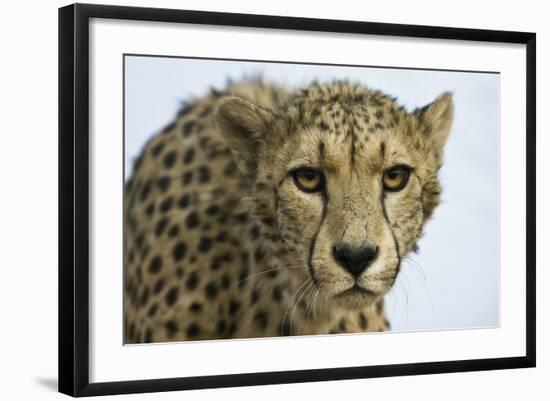 Livingstone, Zambia, Africa. Cheetah-Janet Muir-Framed Photographic Print