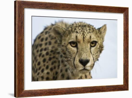 Livingstone, Zambia, Africa. Cheetah-Janet Muir-Framed Photographic Print