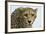 Livingstone, Zambia, Africa. Cheetah-Janet Muir-Framed Photographic Print