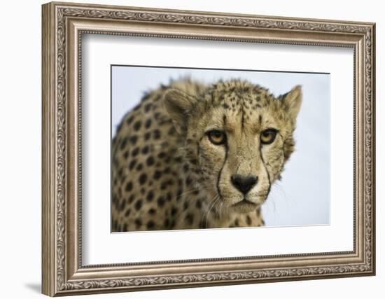 Livingstone, Zambia, Africa. Cheetah-Janet Muir-Framed Photographic Print