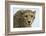 Livingstone, Zambia, Africa. Cheetah-Janet Muir-Framed Photographic Print