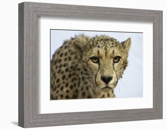 Livingstone, Zambia, Africa. Cheetah-Janet Muir-Framed Photographic Print