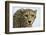 Livingstone, Zambia, Africa. Cheetah-Janet Muir-Framed Photographic Print