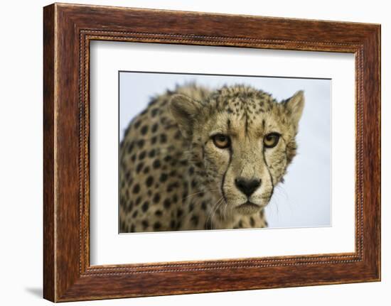 Livingstone, Zambia, Africa. Cheetah-Janet Muir-Framed Photographic Print