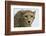 Livingstone, Zambia, Africa. Cheetah-Janet Muir-Framed Photographic Print