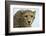 Livingstone, Zambia, Africa. Cheetah-Janet Muir-Framed Photographic Print