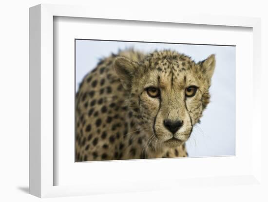 Livingstone, Zambia, Africa. Cheetah-Janet Muir-Framed Photographic Print