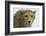 Livingstone, Zambia, Africa. Cheetah-Janet Muir-Framed Photographic Print