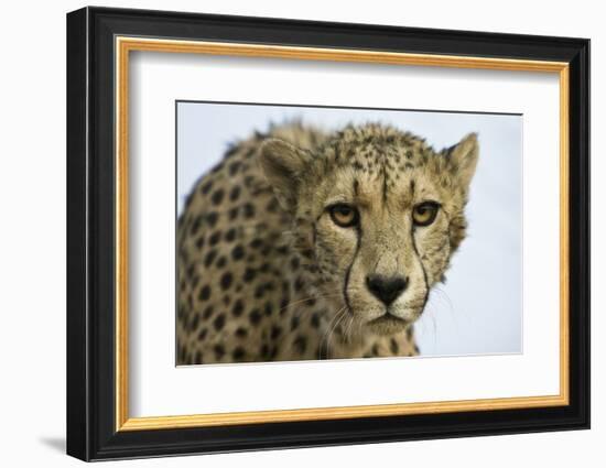 Livingstone, Zambia, Africa. Cheetah-Janet Muir-Framed Photographic Print