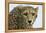 Livingstone, Zambia, Africa. Cheetah-Janet Muir-Framed Premier Image Canvas