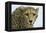 Livingstone, Zambia, Africa. Cheetah-Janet Muir-Framed Premier Image Canvas