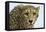 Livingstone, Zambia, Africa. Cheetah-Janet Muir-Framed Premier Image Canvas