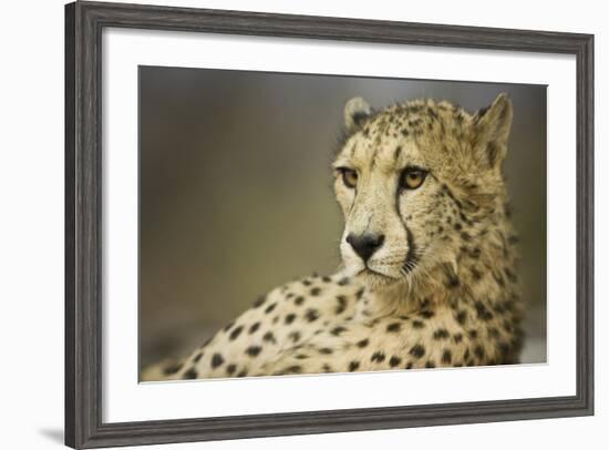 Livingstone, Zambia, Africa. Cheetah-Janet Muir-Framed Photographic Print