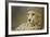 Livingstone, Zambia, Africa. Cheetah-Janet Muir-Framed Photographic Print