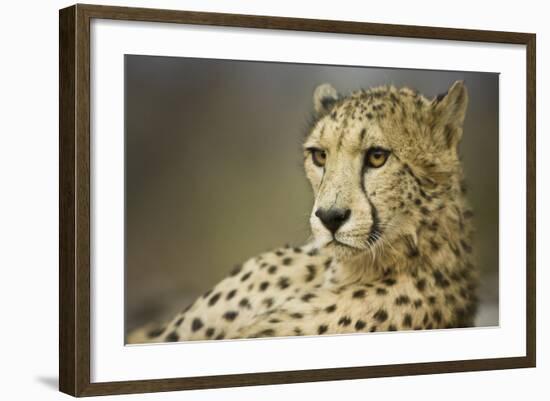 Livingstone, Zambia, Africa. Cheetah-Janet Muir-Framed Photographic Print