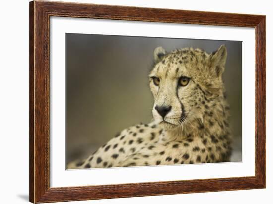 Livingstone, Zambia, Africa. Cheetah-Janet Muir-Framed Photographic Print