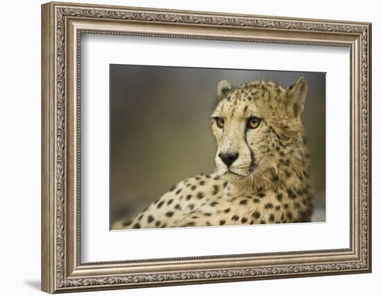 Livingstone, Zambia, Africa. Cheetah-Janet Muir-Framed Photographic Print