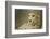 Livingstone, Zambia, Africa. Cheetah-Janet Muir-Framed Photographic Print