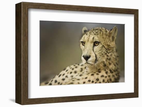 Livingstone, Zambia, Africa. Cheetah-Janet Muir-Framed Photographic Print