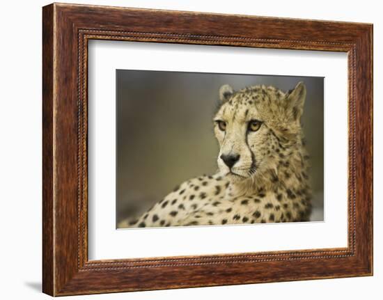 Livingstone, Zambia, Africa. Cheetah-Janet Muir-Framed Photographic Print