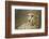 Livingstone, Zambia, Africa. Cheetah-Janet Muir-Framed Photographic Print