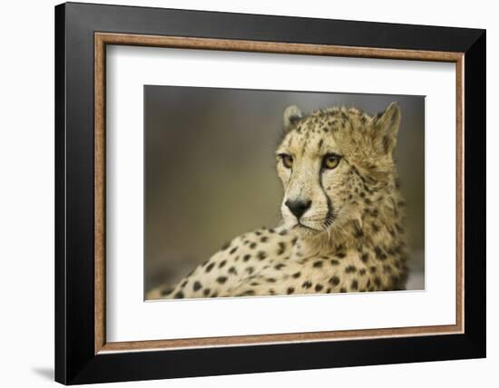 Livingstone, Zambia, Africa. Cheetah-Janet Muir-Framed Photographic Print