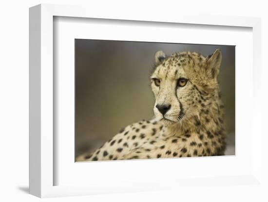 Livingstone, Zambia, Africa. Cheetah-Janet Muir-Framed Photographic Print