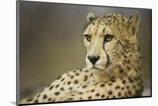 Livingstone, Zambia, Africa. Cheetah-Janet Muir-Mounted Photographic Print