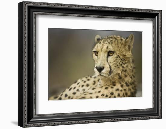 Livingstone, Zambia, Africa. Cheetah-Janet Muir-Framed Photographic Print