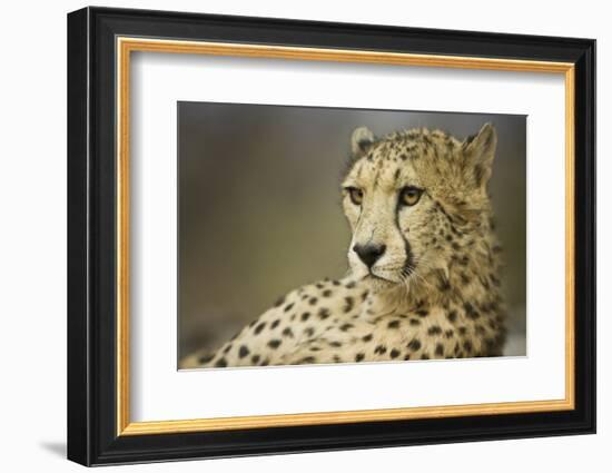 Livingstone, Zambia, Africa. Cheetah-Janet Muir-Framed Photographic Print