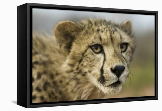 Livingstone, Zambia, Africa. Close-up of a Cheetah Cub-Janet Muir-Framed Premier Image Canvas