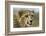 Livingstone, Zambia, Africa. Close-up of a Cheetah Cub-Janet Muir-Framed Photographic Print