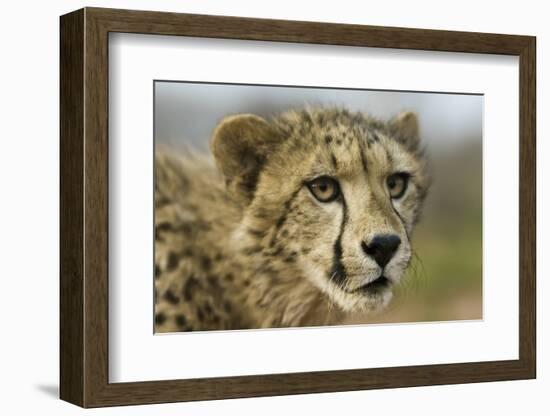 Livingstone, Zambia, Africa. Close-up of a Cheetah Cub-Janet Muir-Framed Photographic Print