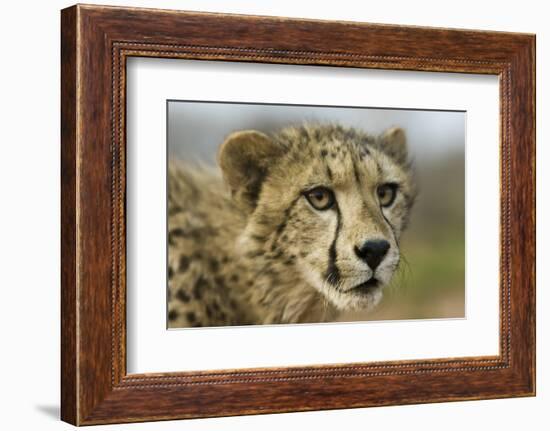 Livingstone, Zambia, Africa. Close-up of a Cheetah Cub-Janet Muir-Framed Photographic Print