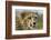 Livingstone, Zambia, Africa. Close-up of a Cheetah Cub-Janet Muir-Framed Photographic Print