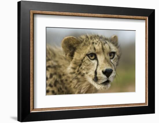 Livingstone, Zambia, Africa. Close-up of a Cheetah Cub-Janet Muir-Framed Photographic Print