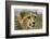 Livingstone, Zambia, Africa. Close-up of a Cheetah Cub-Janet Muir-Framed Photographic Print