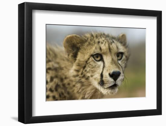 Livingstone, Zambia, Africa. Close-up of a Cheetah Cub-Janet Muir-Framed Photographic Print