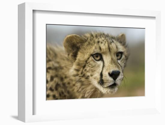 Livingstone, Zambia, Africa. Close-up of a Cheetah Cub-Janet Muir-Framed Photographic Print