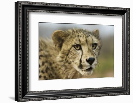 Livingstone, Zambia, Africa. Close-up of a Cheetah Cub-Janet Muir-Framed Photographic Print