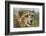 Livingstone, Zambia, Africa. Close-up of a Cheetah Cub-Janet Muir-Framed Photographic Print