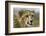 Livingstone, Zambia, Africa. Close-up of a Cheetah Cub-Janet Muir-Framed Photographic Print