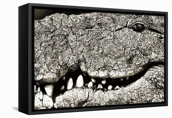 Livingstone, Zambia, Africa. Extreme Close-up of a Nile Crocodile-Janet Muir-Framed Premier Image Canvas