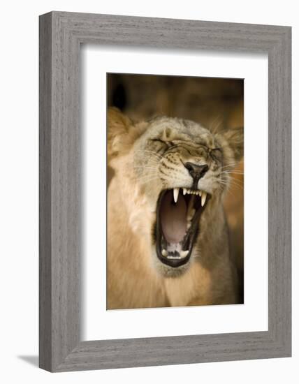 Livingstone, Zambia, Africa. Lioness Calling Out-Janet Muir-Framed Photographic Print