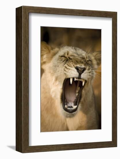 Livingstone, Zambia, Africa. Lioness Calling Out-Janet Muir-Framed Photographic Print