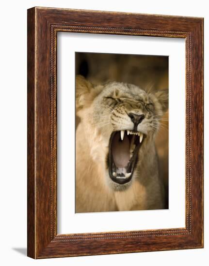 Livingstone, Zambia, Africa. Lioness Calling Out-Janet Muir-Framed Photographic Print