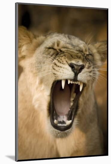 Livingstone, Zambia, Africa. Lioness Calling Out-Janet Muir-Mounted Photographic Print