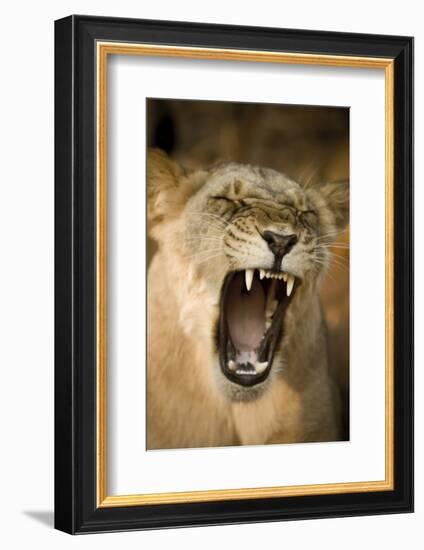 Livingstone, Zambia, Africa. Lioness Calling Out-Janet Muir-Framed Photographic Print